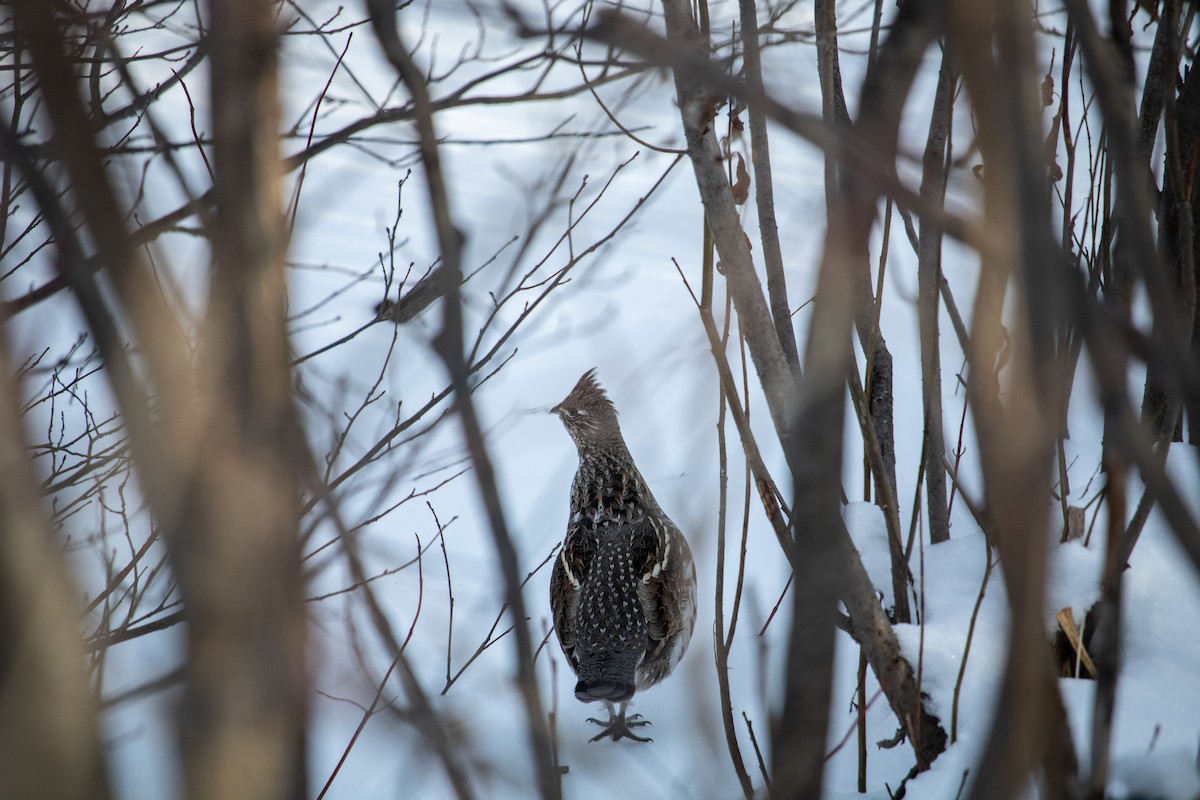 Ruffed Grouse - ML129392201