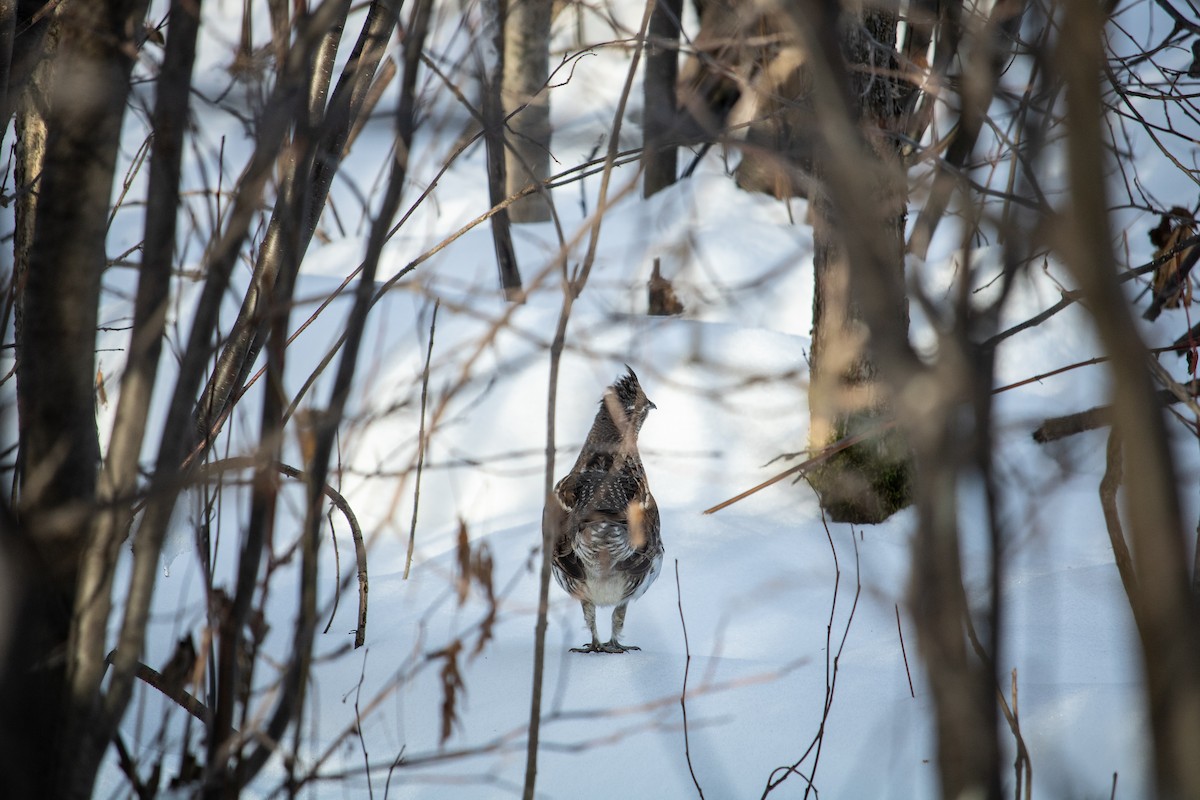 Ruffed Grouse - ML129392261