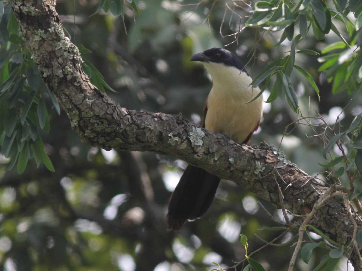 Senegal Coucal - ML129397691