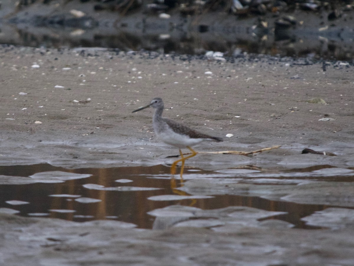 Greater Yellowlegs - ML129398261