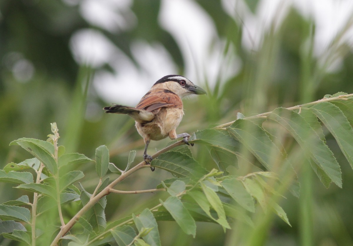 Marsh Tchagra - Stephan Lorenz / Rockjumper Birding Tours