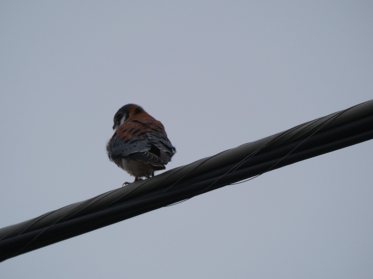 American Kestrel - Penguin Iceberg