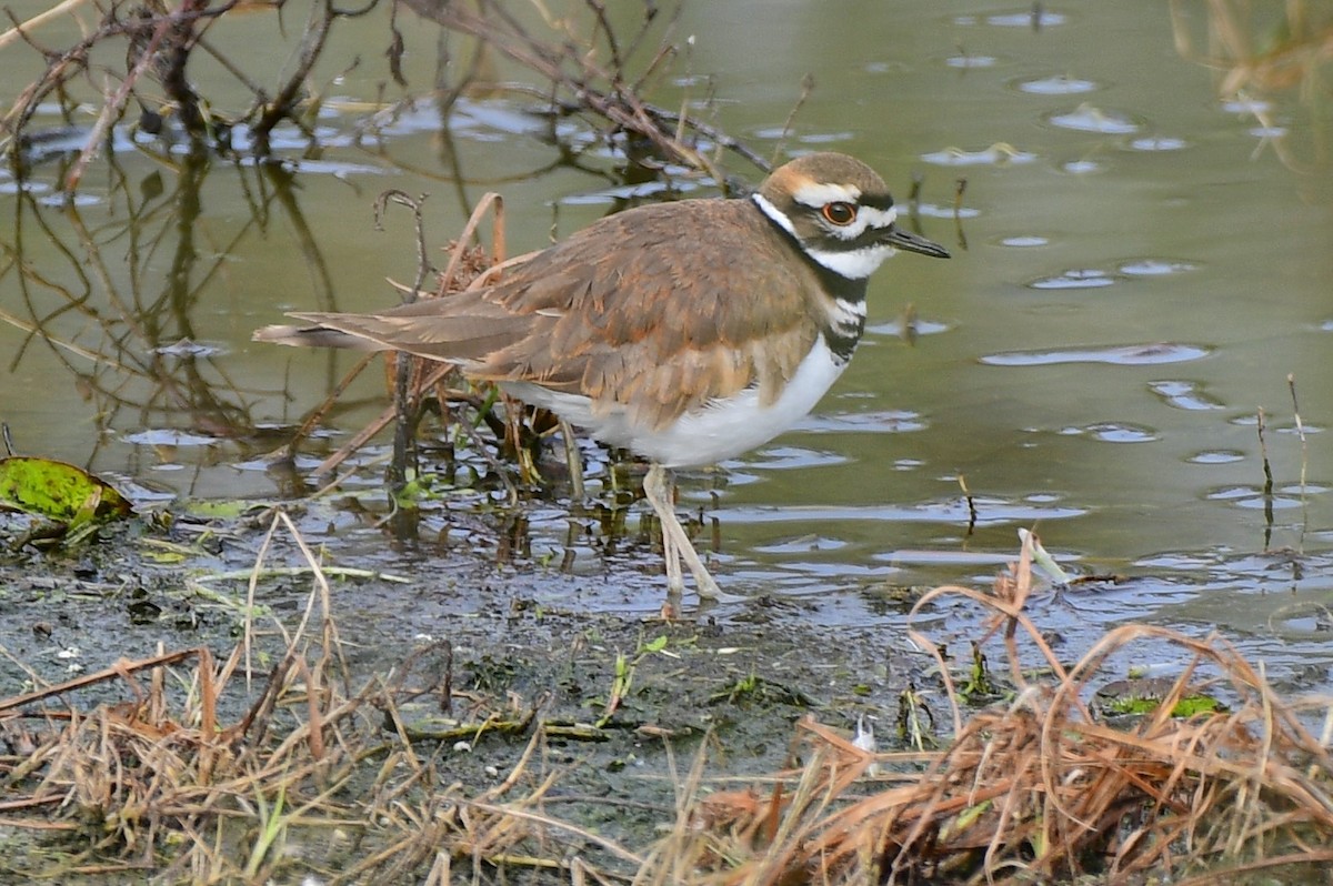 Killdeer - ML129401941