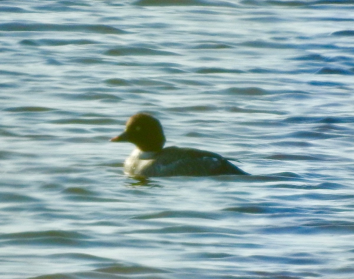 Common Goldeneye - ML129401951