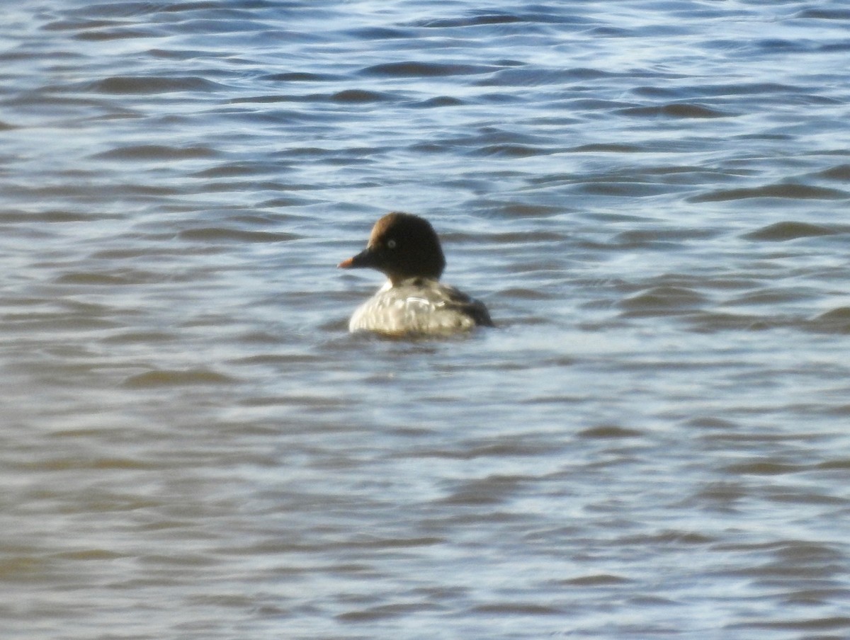 Common Goldeneye - ML129401981