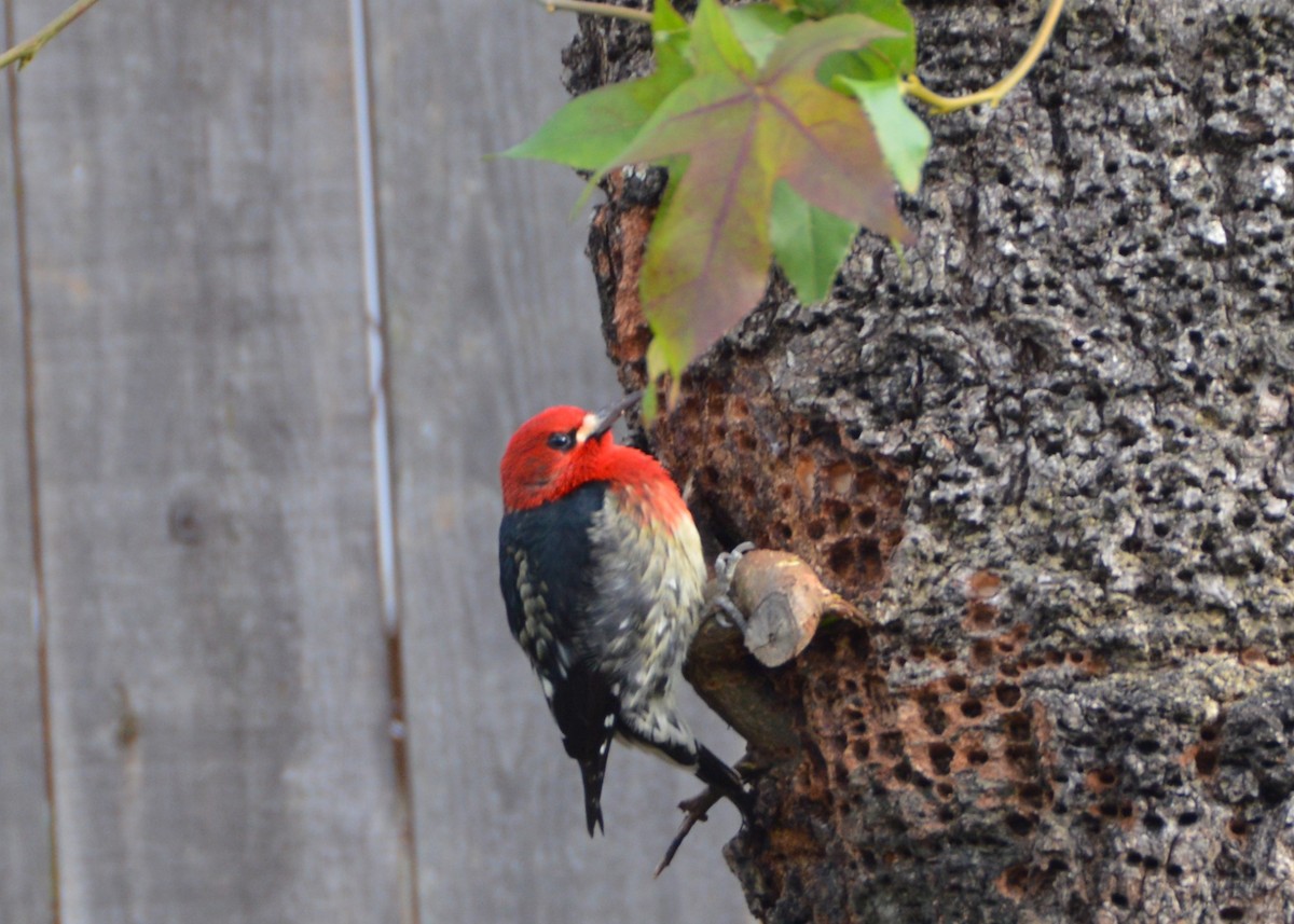 Red-breasted Sapsucker - ML129402591