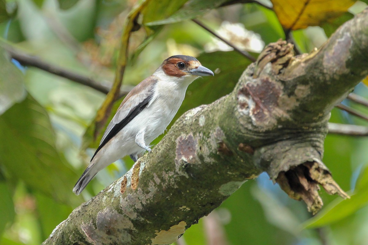 Black-crowned Tityra - kenneth reyes