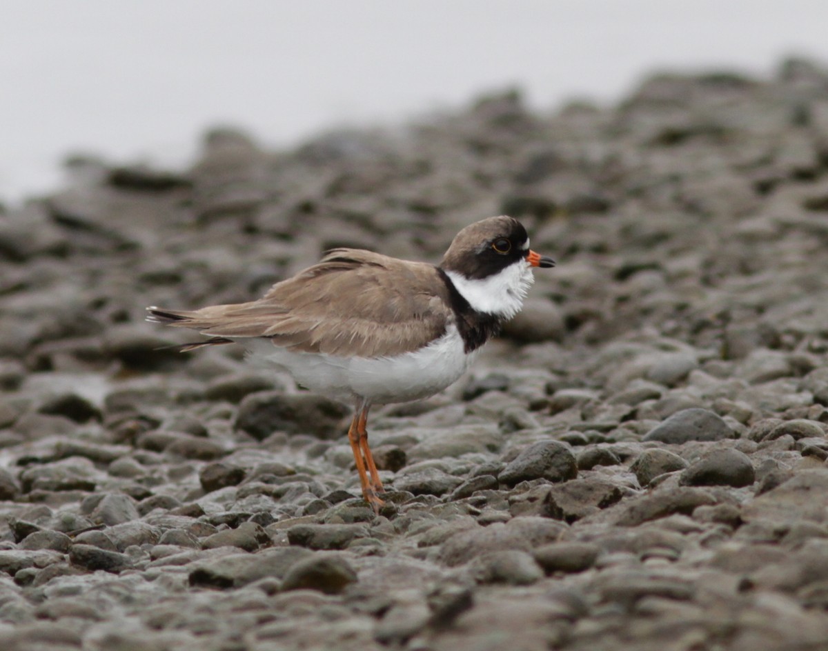 Semipalmated Plover - ML129403071