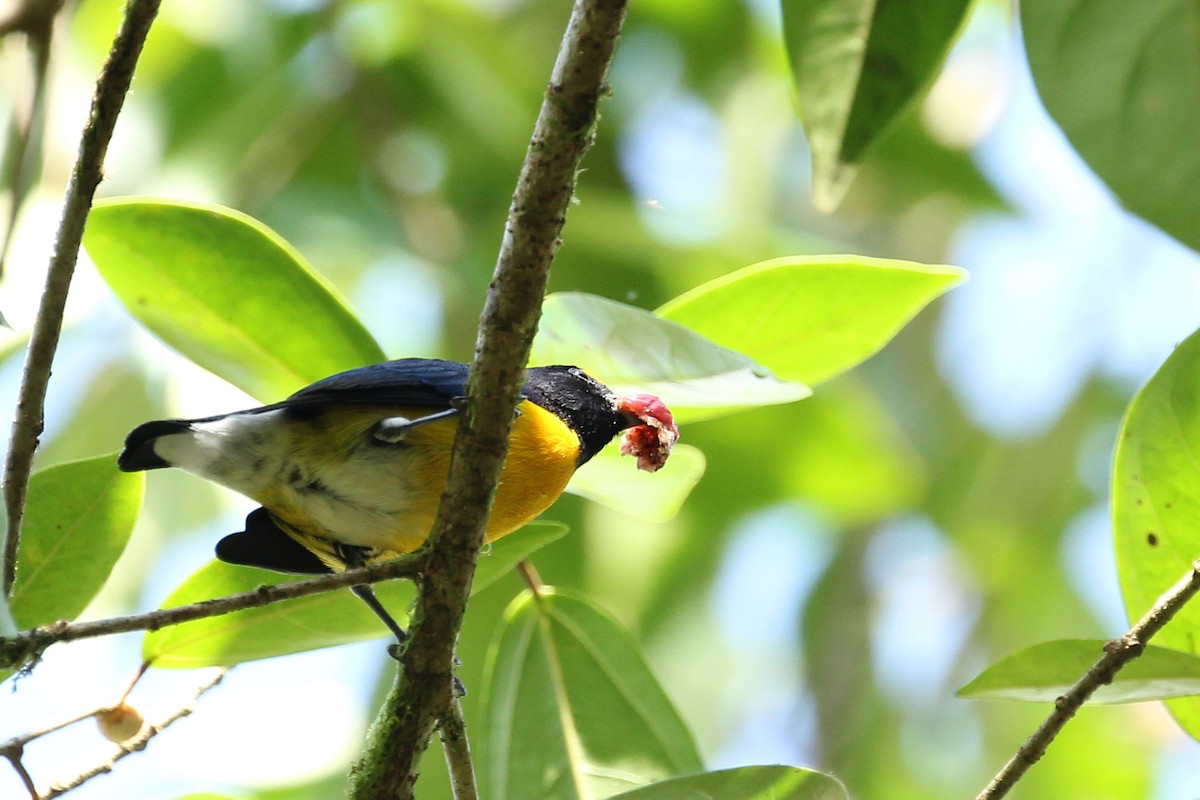 White-vented Euphonia - ML129403081