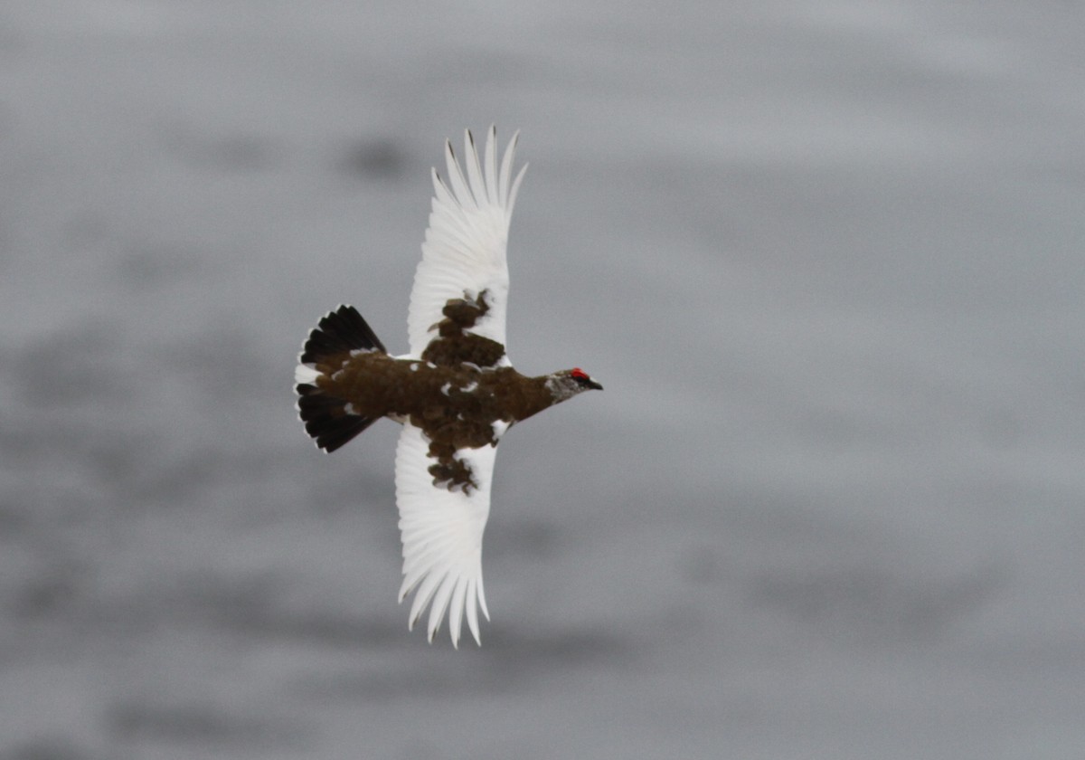 Rock Ptarmigan - Stephan Lorenz / Rockjumper Birding Tours