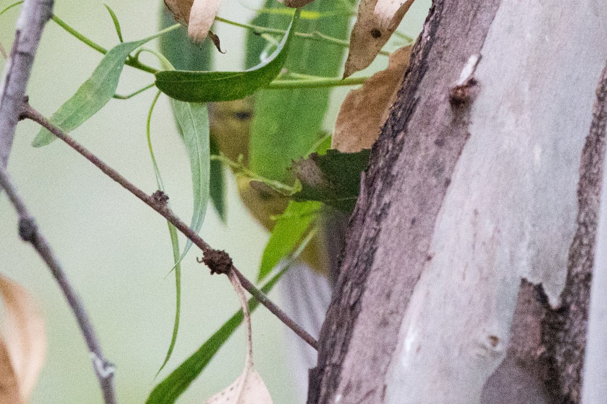 Orange-crowned Warbler - ML129404321