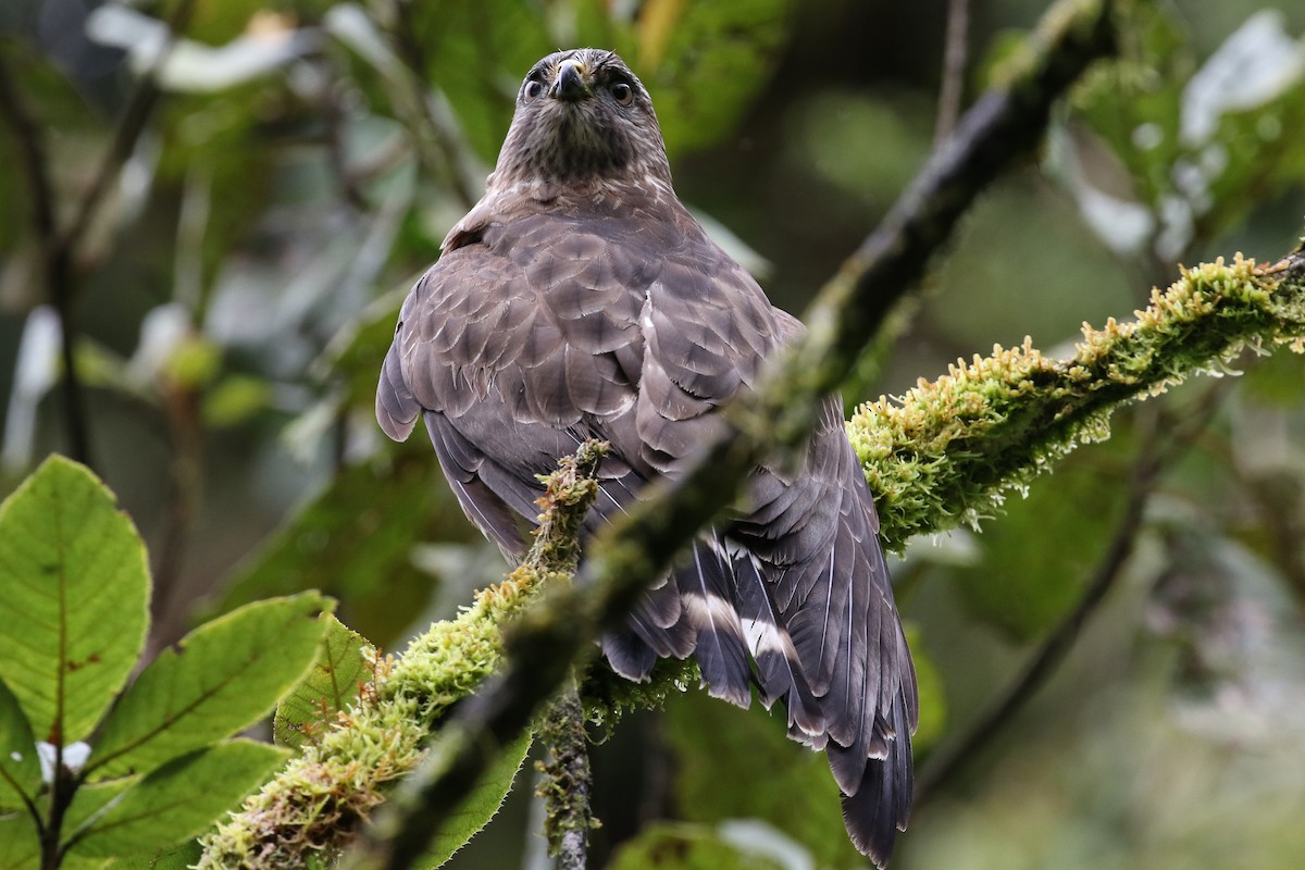 Broad-winged Hawk - ML129406021