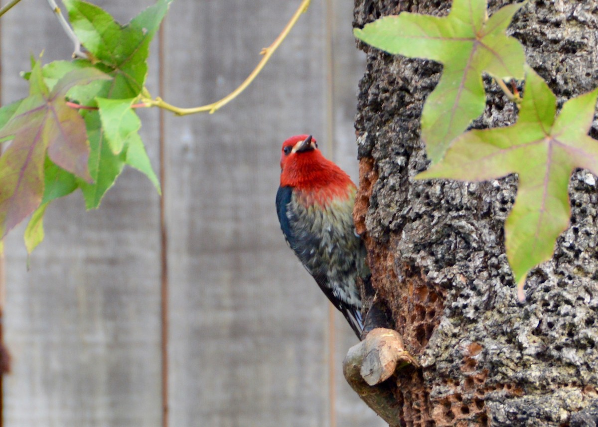 Red-breasted Sapsucker - ML129406261