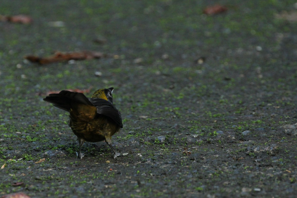 Dusky-faced Tanager - ML129406421