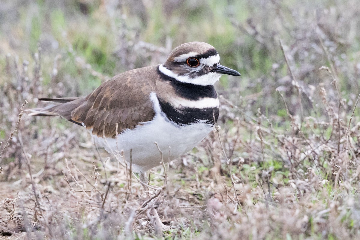 Killdeer - ML129407611