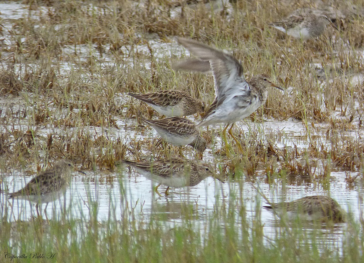 Pectoral Sandpiper - Pablo Hernan Capovilla