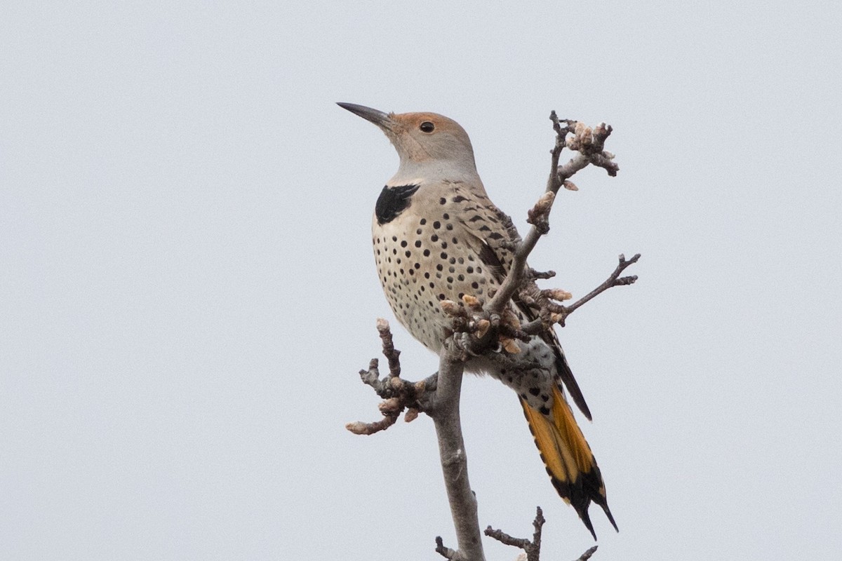 Northern Flicker (Yellow-shafted x Red-shafted) - ML129411911