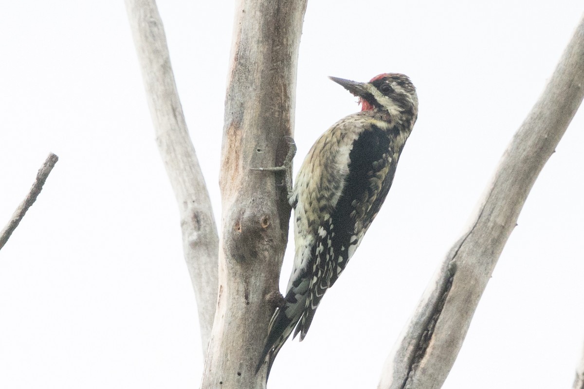 Yellow-bellied Sapsucker - ML129414561