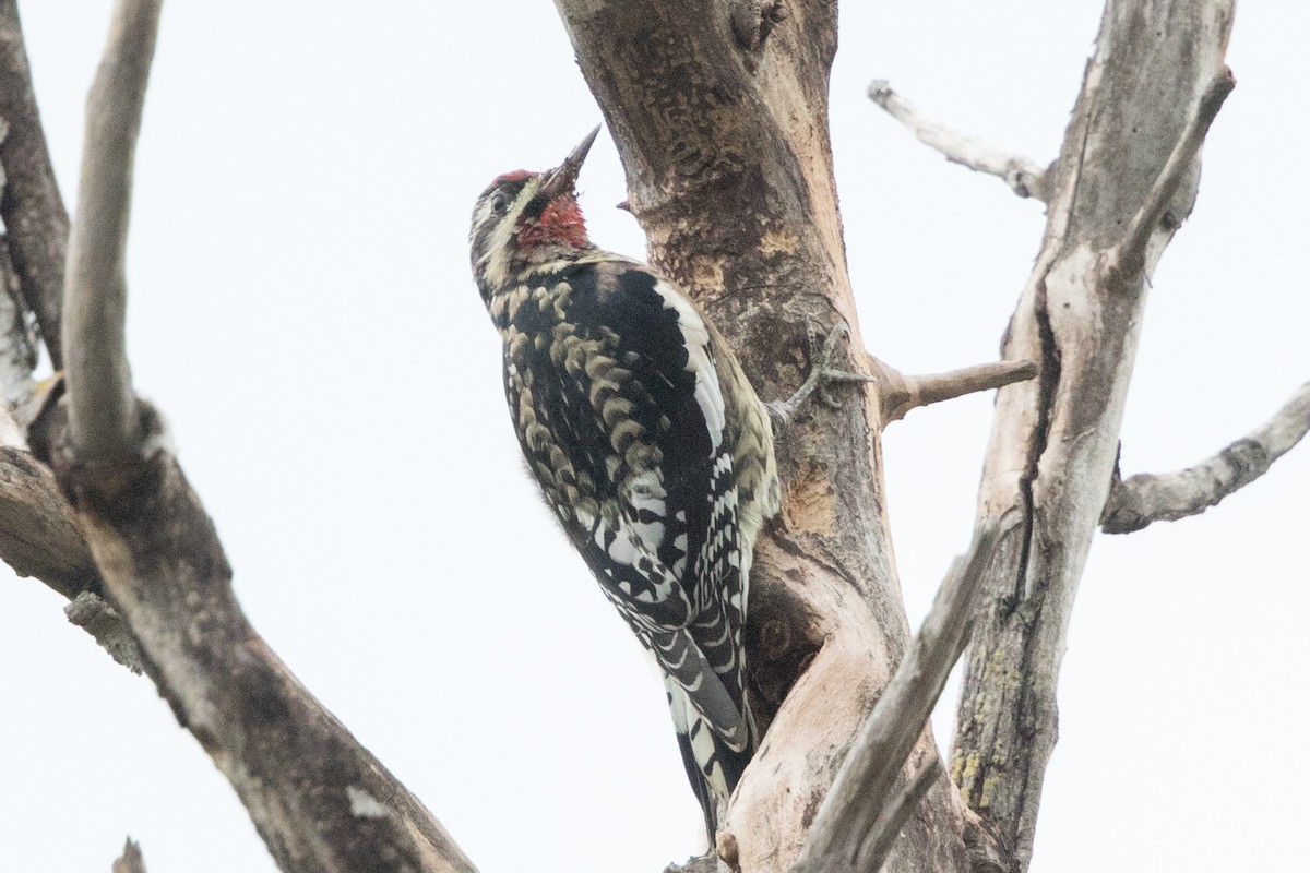 Yellow-bellied Sapsucker - ML129414571