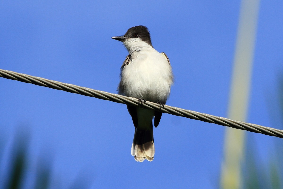 Loggerhead Kingbird - ML129414631