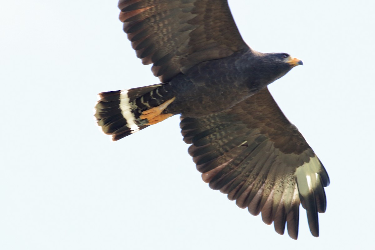 Cuban Black Hawk - ML129415761