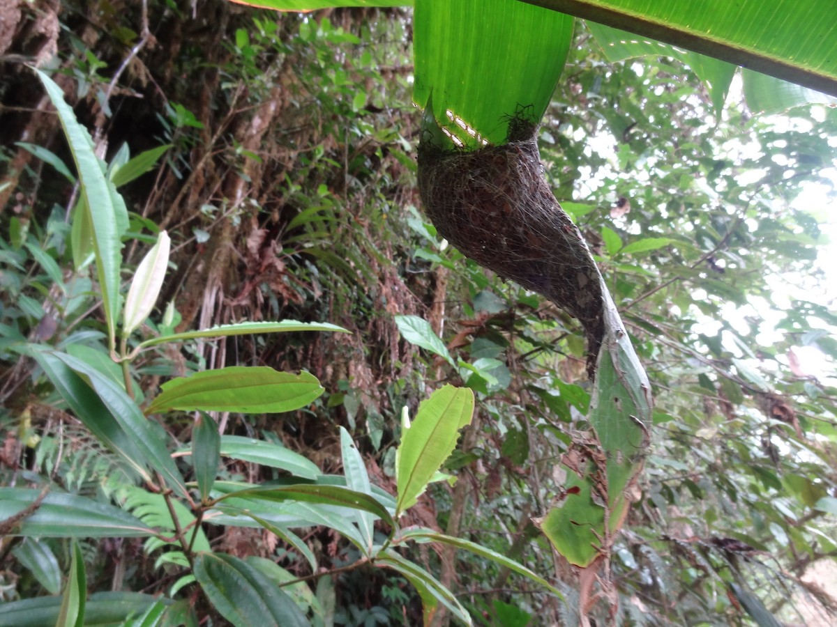 Tawny-bellied Hermit - ML129417791