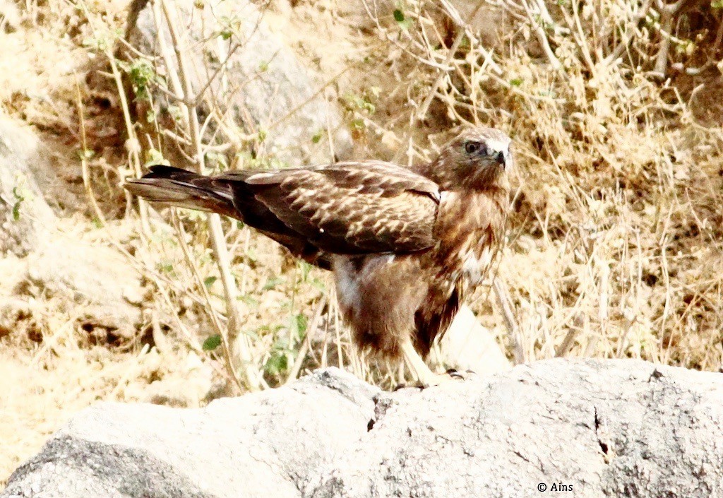 Common Buzzard - Ains Priestman