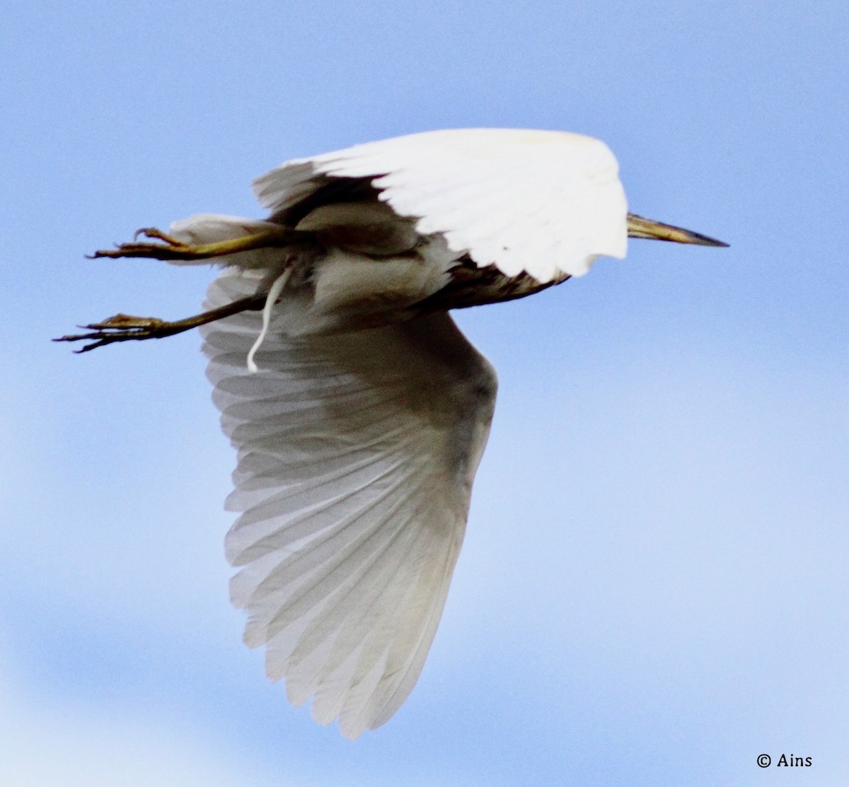 Eastern Cattle Egret - Ains Priestman