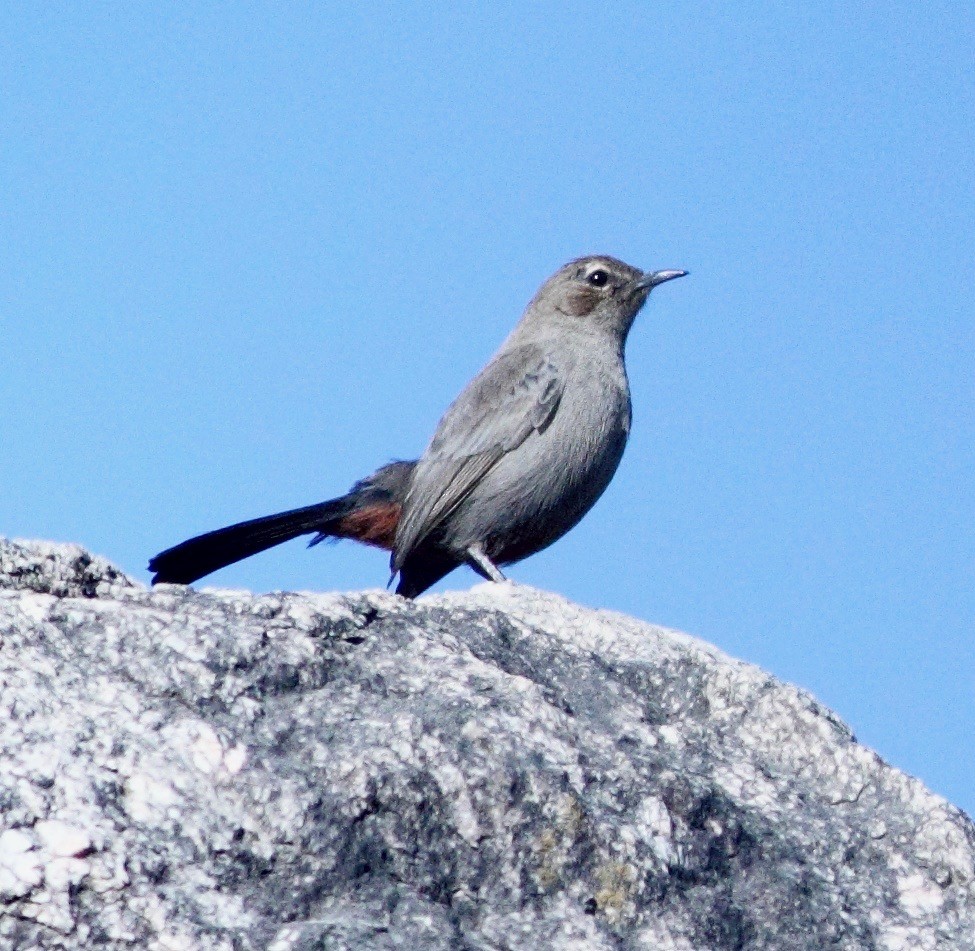 Indian Robin - Ains Priestman