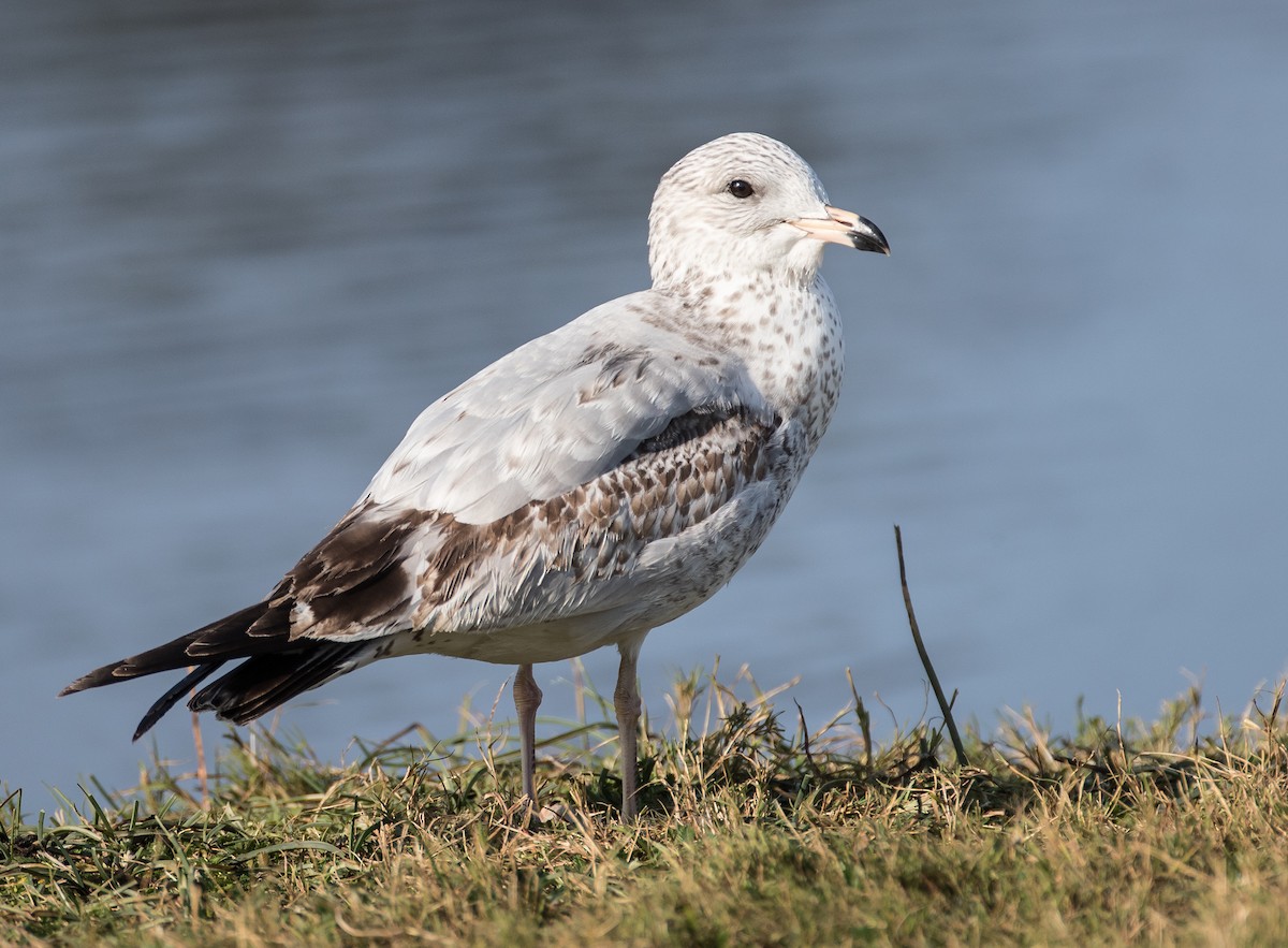 Ring-billed Gull - ML129418961