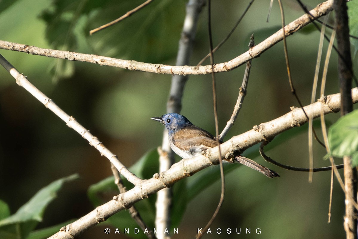 Black-naped Monarch - ML129422801