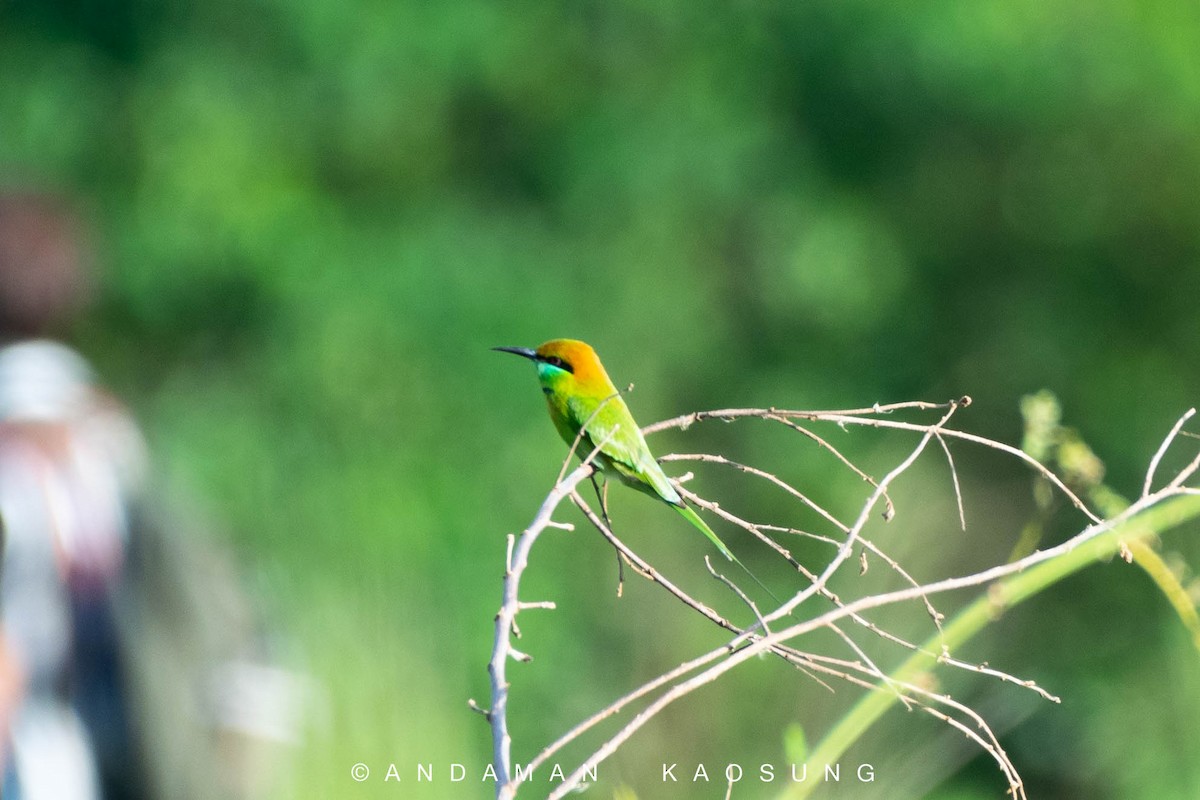 Asian Green Bee-eater - ML129422861
