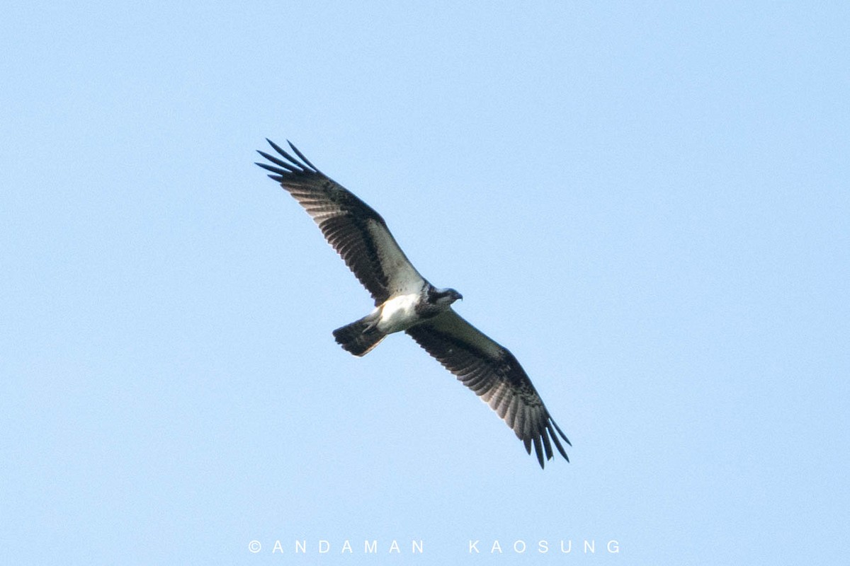 Águila Pescadora (haliaetus) - ML129422911