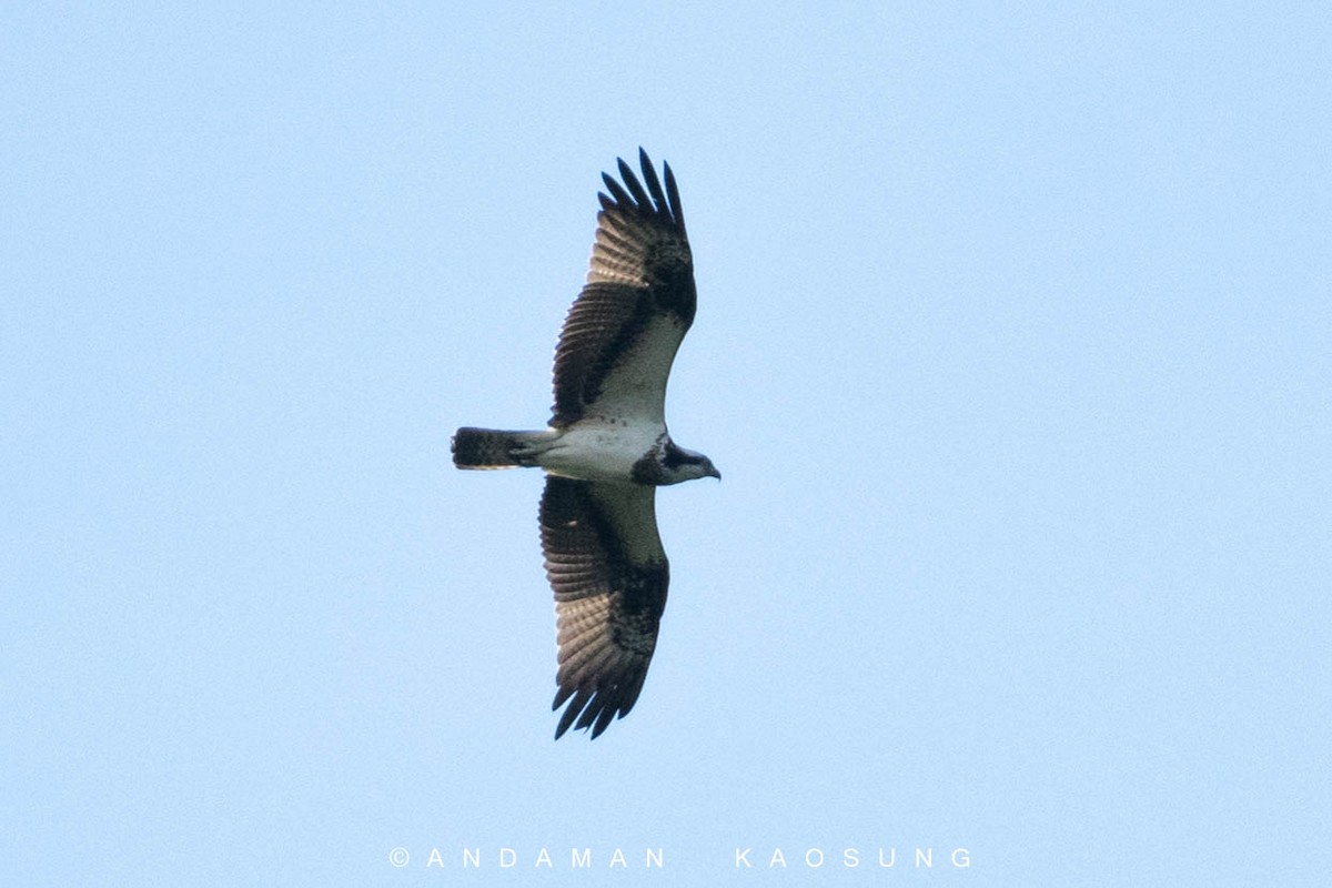 Águila Pescadora (haliaetus) - ML129422921