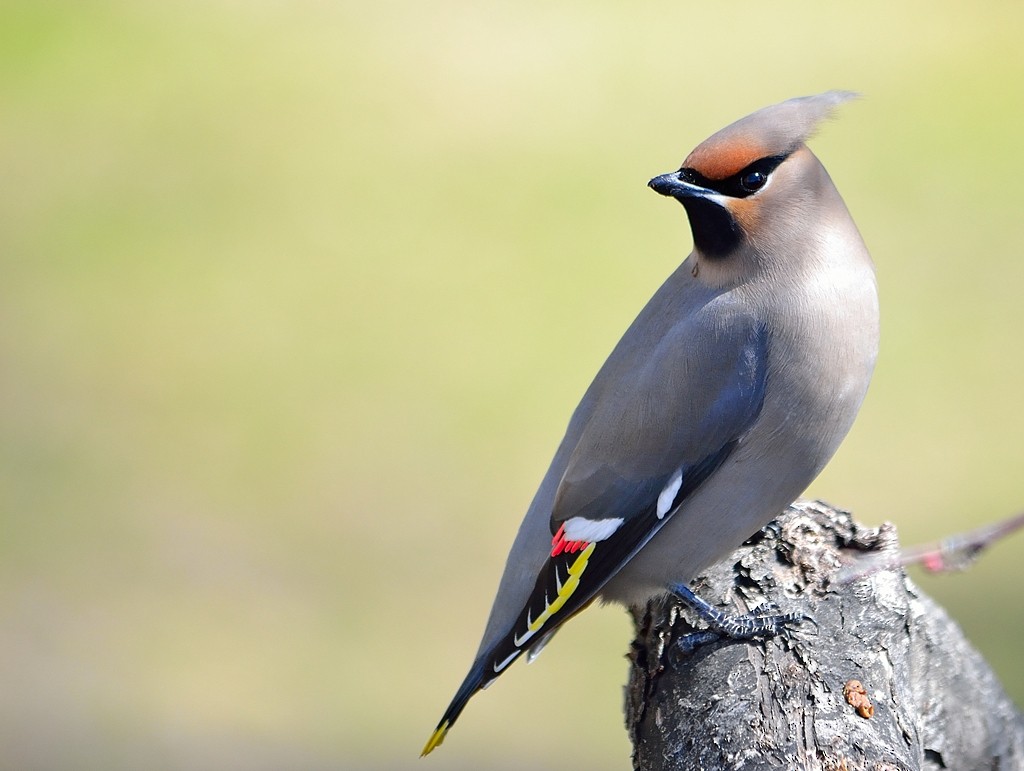 Bohemian Waxwing - Prayitno Goenarto