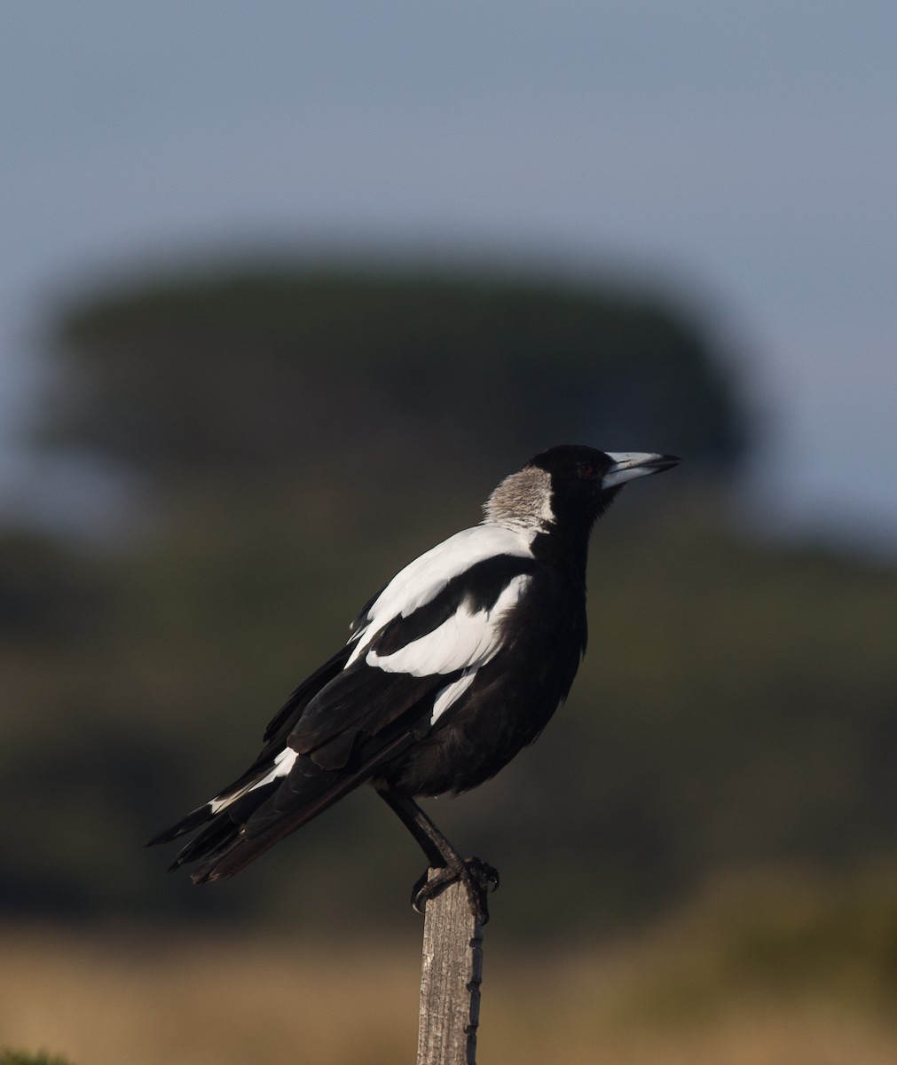 Australian Magpie (White-backed) - ML129424481