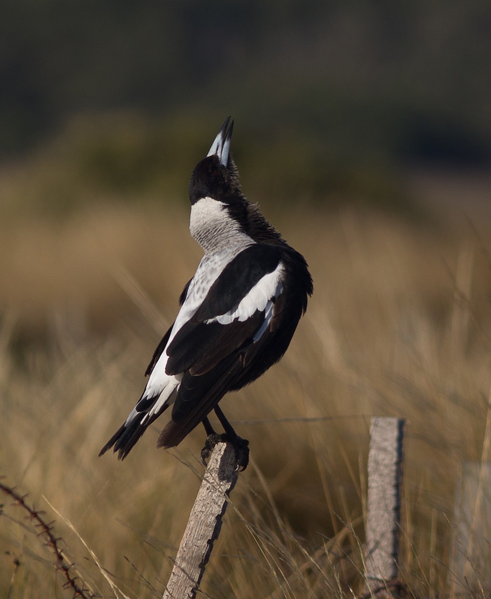 Australian Magpie (White-backed) - ML129424541