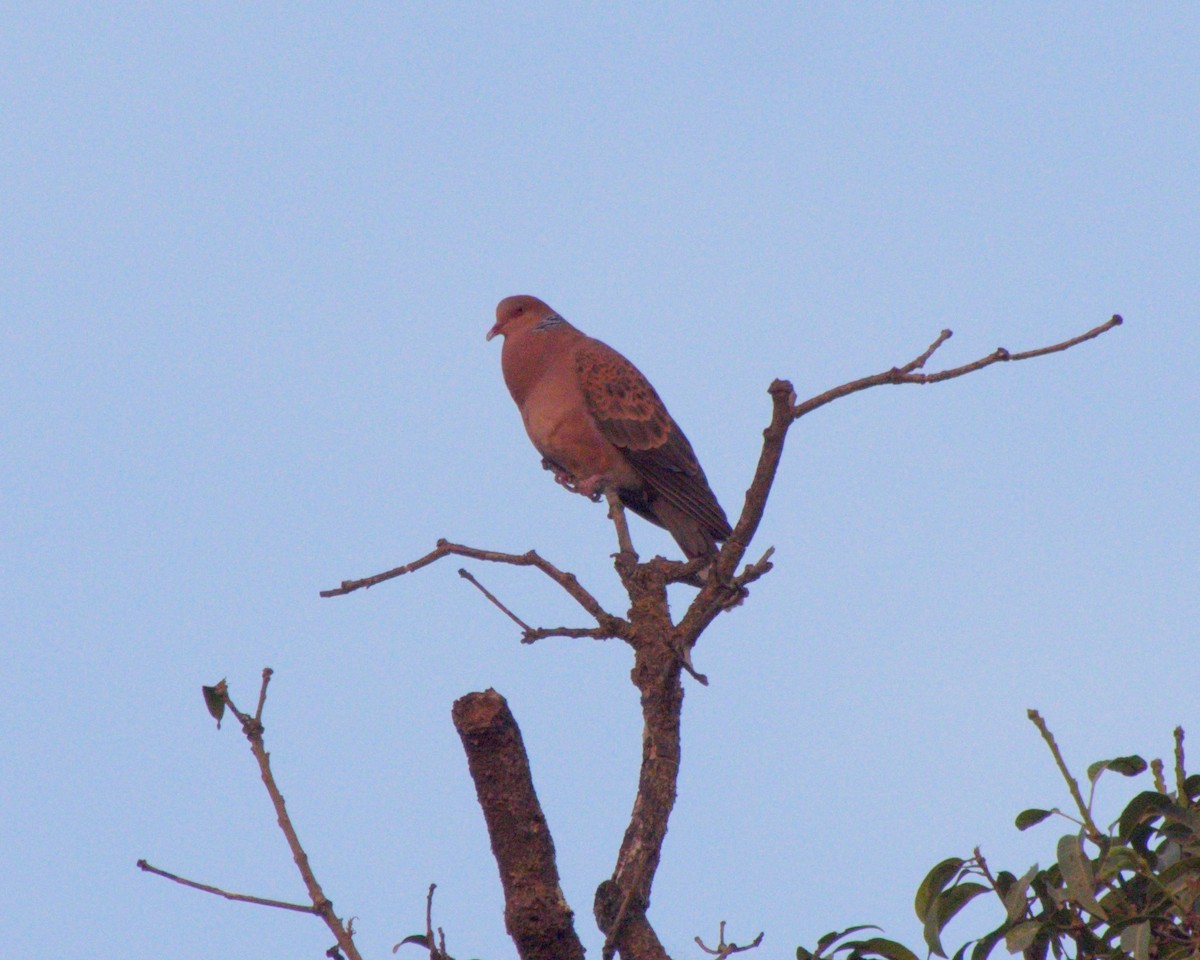 Oriental Turtle-Dove - ML129429521