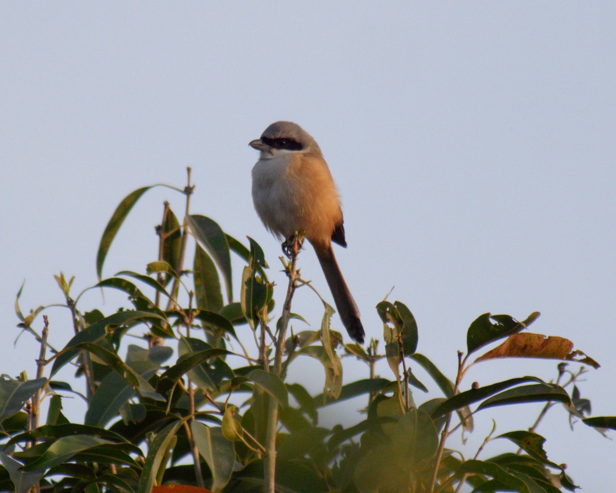 Long-tailed Shrike - ML129429561