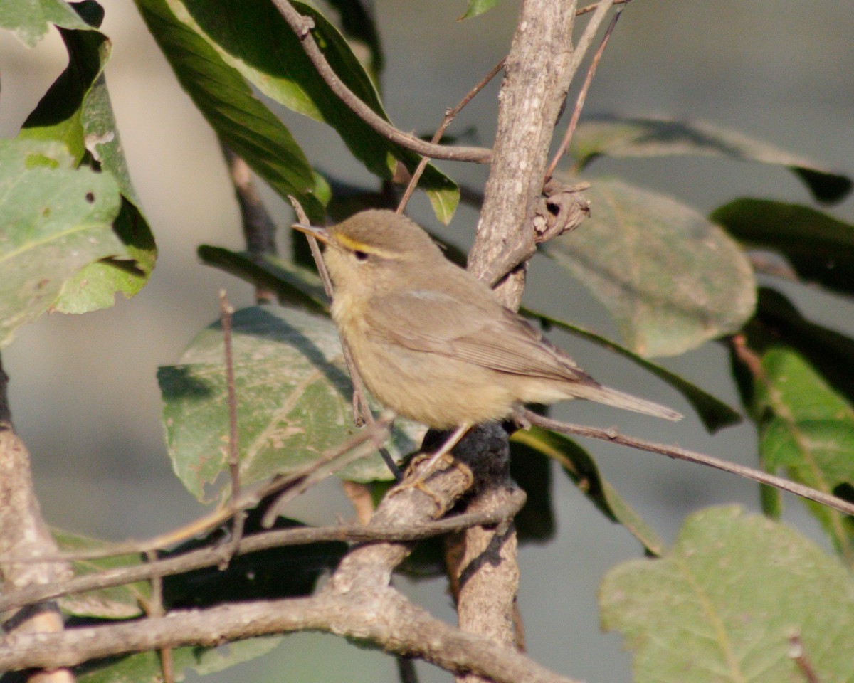 Sulphur-bellied Warbler - ML129429571