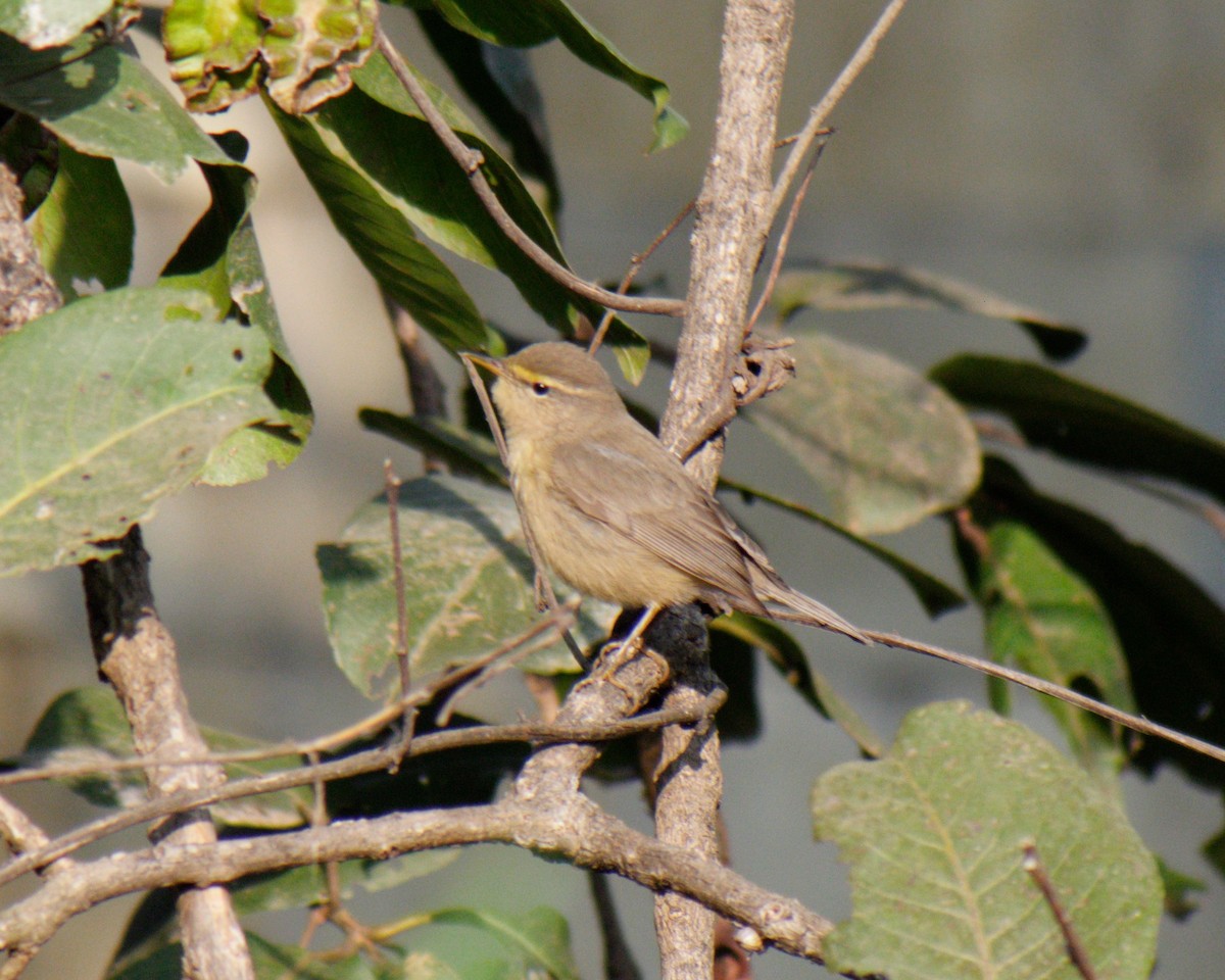 Sulphur-bellied Warbler - ML129429581