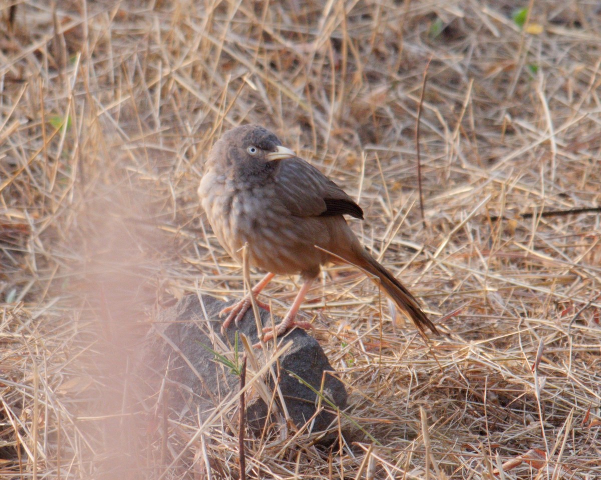 Jungle Babbler (Black-winged) - ML129429621