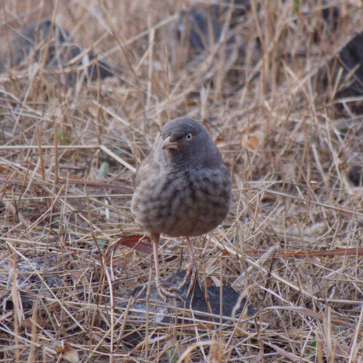 Jungle Babbler (Black-winged) - ML129429631