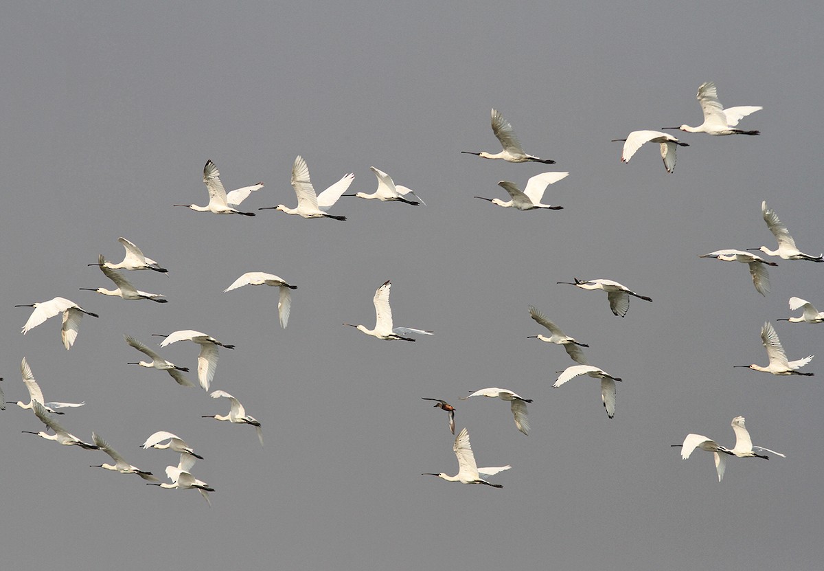 Eurasian Spoonbill - ML129433441