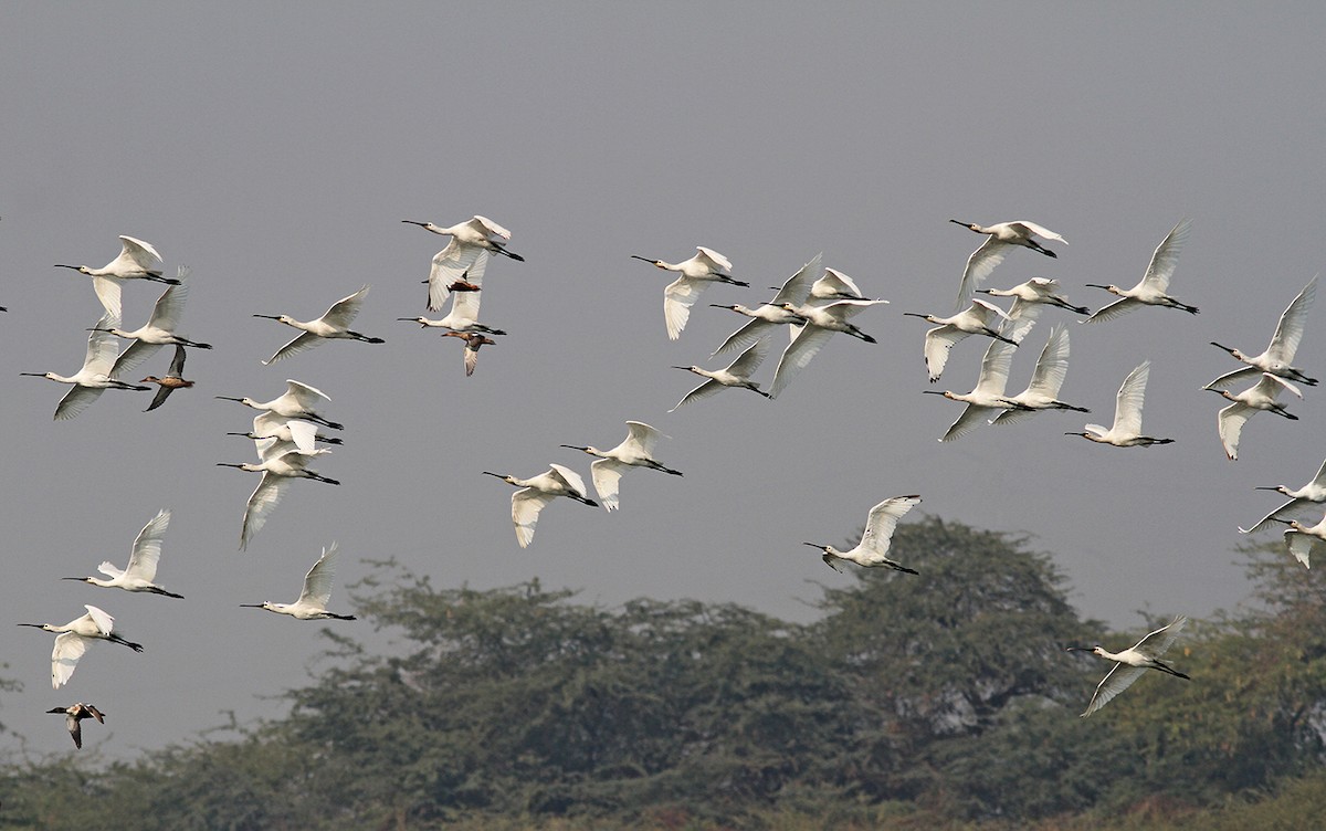 Eurasian Spoonbill - ML129433451