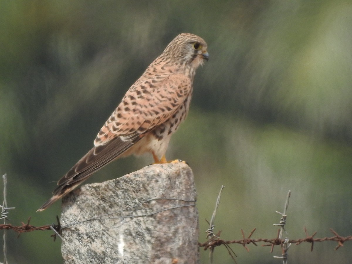 Eurasian Kestrel - ML129435781