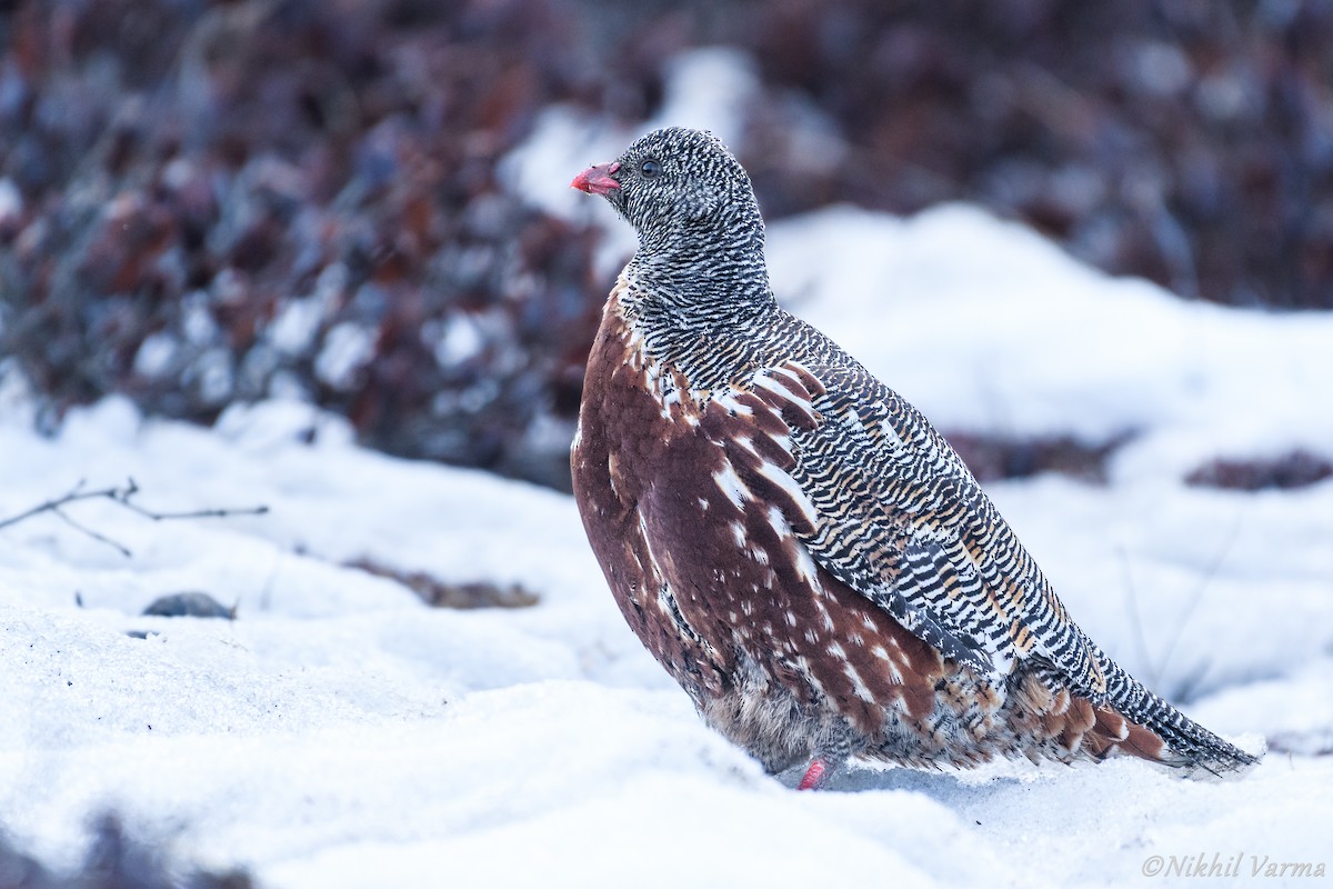 Snow Partridge - ML129436551