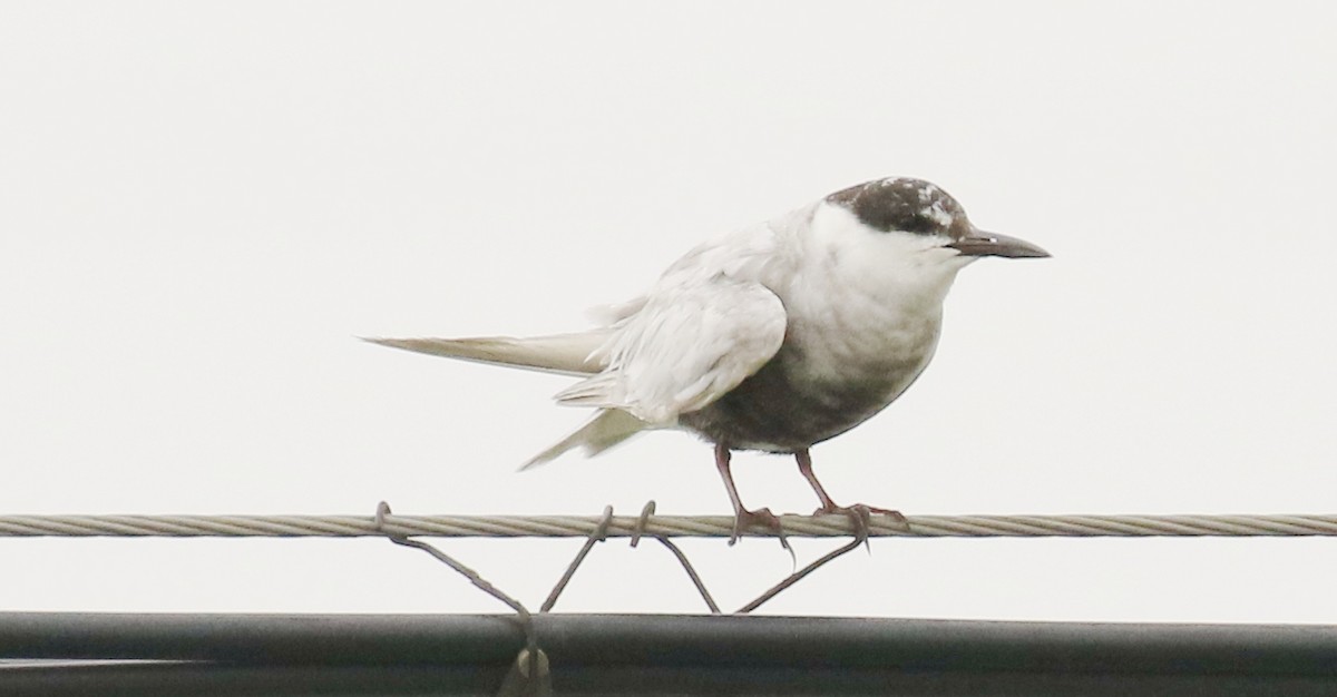 Whiskered Tern - ML129437181