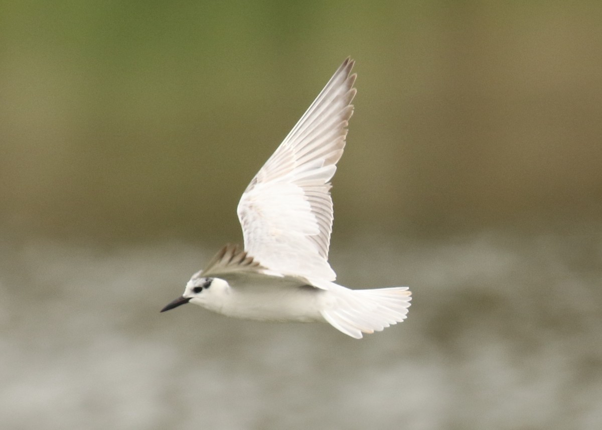 Whiskered Tern - ML129437191