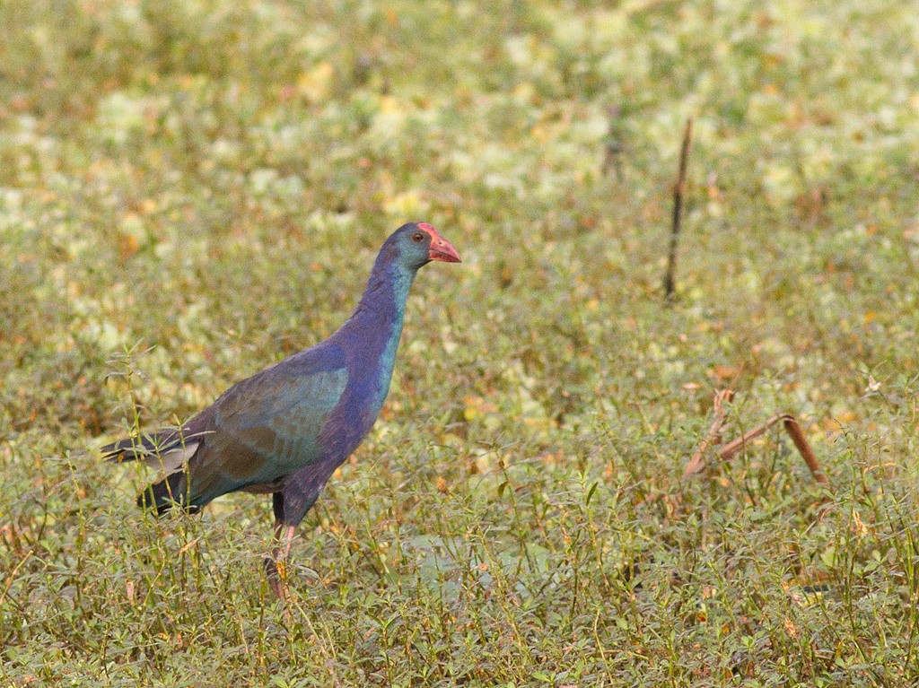 Gray-headed Swamphen - Frode Falkenberg